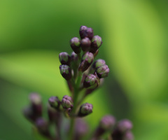Macro