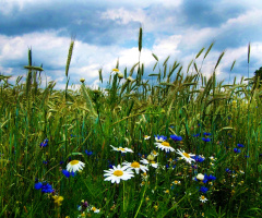 AM FELD 