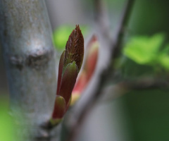 Part of a tree