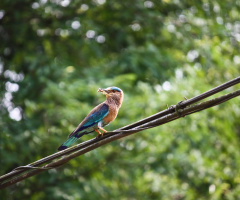with prey
