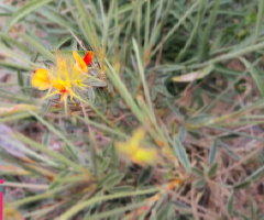 Wild Queen ....