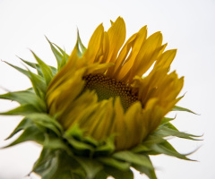 Blooming Sunflower