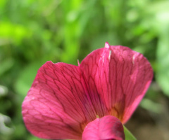 Bi Çiçek