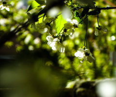 #spring #bokeh