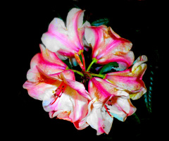 BLÜTEN