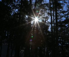 Morning forest