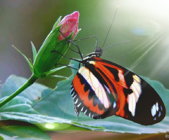 Delicate 