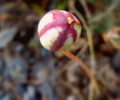 Seed head of wild valley Tulip