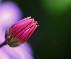 Close to flowering