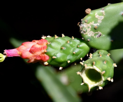 Cactus Flower