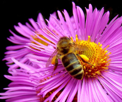 BLÜTE MIT BESUCH