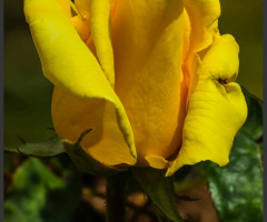 Yellow Rose