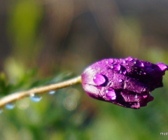 Miniciks Hayatlar  BOKEH  