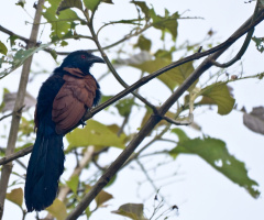 Greater Coucal