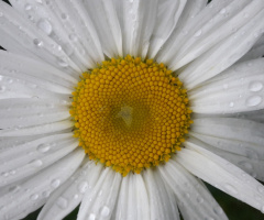 Beni sevmezsen yağmurları sev 