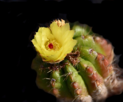 Cactus flower