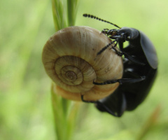 böcek