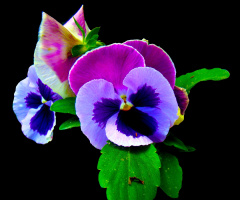 BLÜTEN