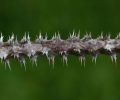 Thorns