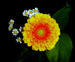 BLÜTEN