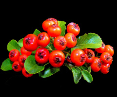 BEEREN