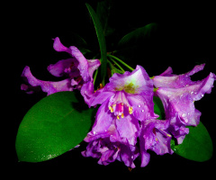 RHODODENDRON