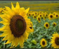 sunflowers