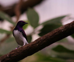 Sweet purple 