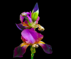 IRIS