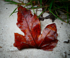 Blatt