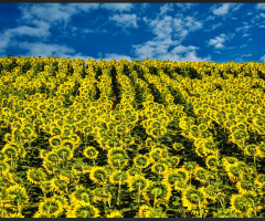 Ayçiçekleri Sunflowers 