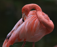 Flamingo time