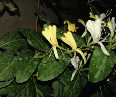 Fragrant Beauties...