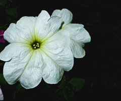 Petunia