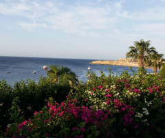 Egypt - Sharm Alsheikh