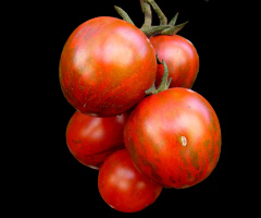 TOMATEN
