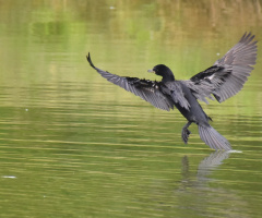 Landing in the water