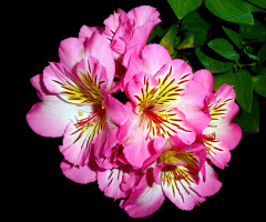 BLÜTEN