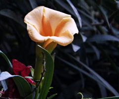 Beauty!