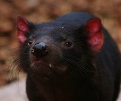 Tasmanian devil