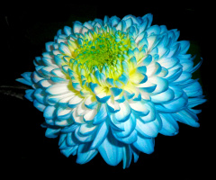 BLÜTE