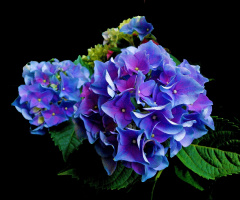 BLÜTE