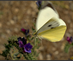 butterfly