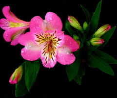 BLÜTEN