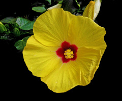 BLÜTE