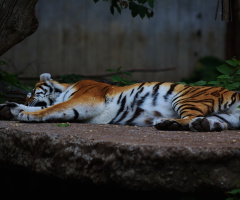 Sleeping in the shade 