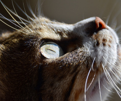 Eye shine