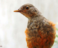 Baby bird