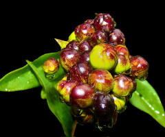 REGENTROPFEN
