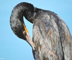 Neotropic Cormorant